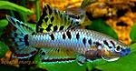Aphyosemion bivittatum 5cm