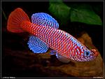 Nothobranchius kilomberoensis Ifakara TAN 95 04