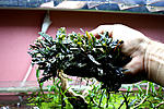 IMG 3287