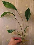 Anubias sp. undulatus latifolia 01