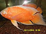 Astronotus