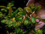Bucephalandra cf. motleyana Giant