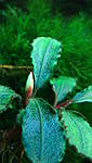 Bucephalandra sp. Central Cali, North Kudagan