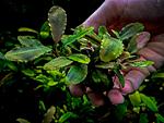 Bucephalandra sp. Sokan Blue Purple