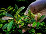 Bucephalandra sp. Giganto Blue Wave