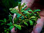 Bucephalandra sp. Blue Bell