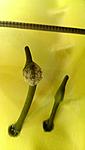 - ,  (Aponogeton madagascariensis, fenestralis)