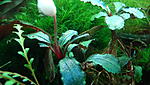 Bucephalandra sp. Central Cali, North Kudagan
