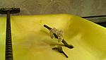 - ,  (Aponogeton madagascariensis, fenestralis)