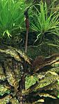 Cryptocoryne nurii "Rosen Maiden" Bt.Perah