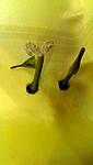 - ,  (Aponogeton madagascariensis, fenestralis)