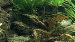 Cryptocoryne nurii "Rosen Maiden" Bt.Perah