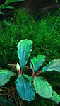 Bucephalandra sp. Central Cali, North Kudagan