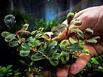 Bucephalandra sp. Lamandau Purple