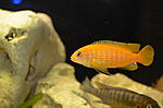 pseudotropheus saulosi