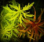 DSCN7359