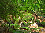 West Kalimantan - 40