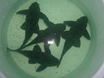 DSCF1326