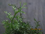 hymenophyllacae sp.peru