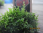 Hymenophyllaceae sp. Andaman Islands