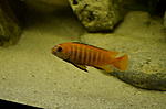 pseudotropheus saulosi