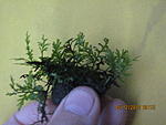 bolbitis sp.dwarf