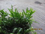 crepidomanes sp.mini grape leave fern
