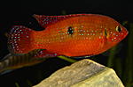 Hemichromis lifalili