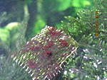 Thorea ramosissima