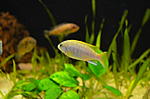 pseudotropheus acei