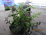bolbitis cuspidata