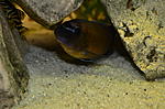 labeotropheus trewavasae chilumba