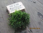 Hymenophyllaceae sp. Andaman Islands