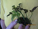 bolbitis sp.