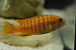 pseudotropheus saulosi