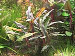 Sintang, West Kalimantan - 40