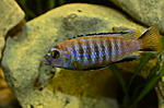 pseudotropheus saulosi
