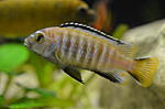 pseudotropheus saulosi