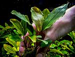 Bucephalandra sp. Entikong, West Kalimantan