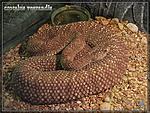 Crotalus vegrandis