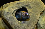 Pseudotropheus saulosi