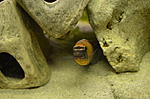 labeotropheus trewavasae chilumba