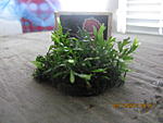 crepidomanes sp.mini grape leave fern