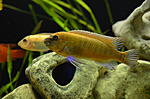 labeotropheus trewavasae chilumba