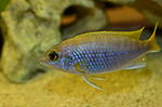 pseudotropheus acei
