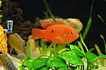 Hemichromis lifalili