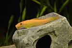 gyrinocheilus aymonieri gold