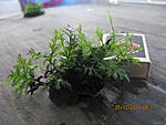bolbitis sp.dwarf