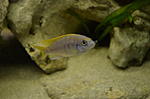 pseudotropheus acei