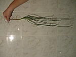 IMG 1491